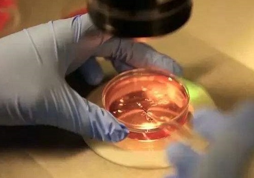 试管婴儿的利与弊，你知道多少？